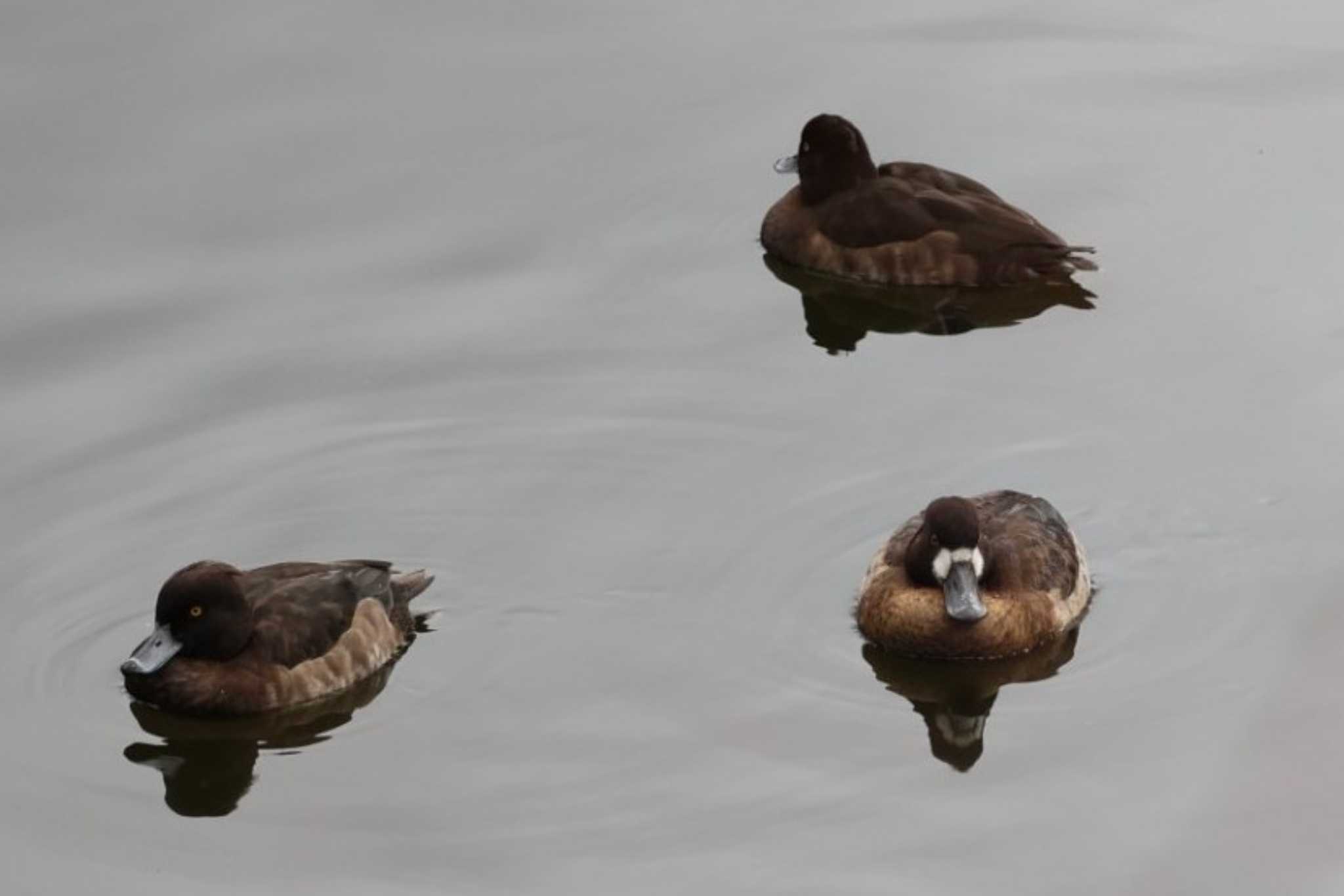 Photo of Greater Scaup at 甲山森林公園 by トビトチヌ