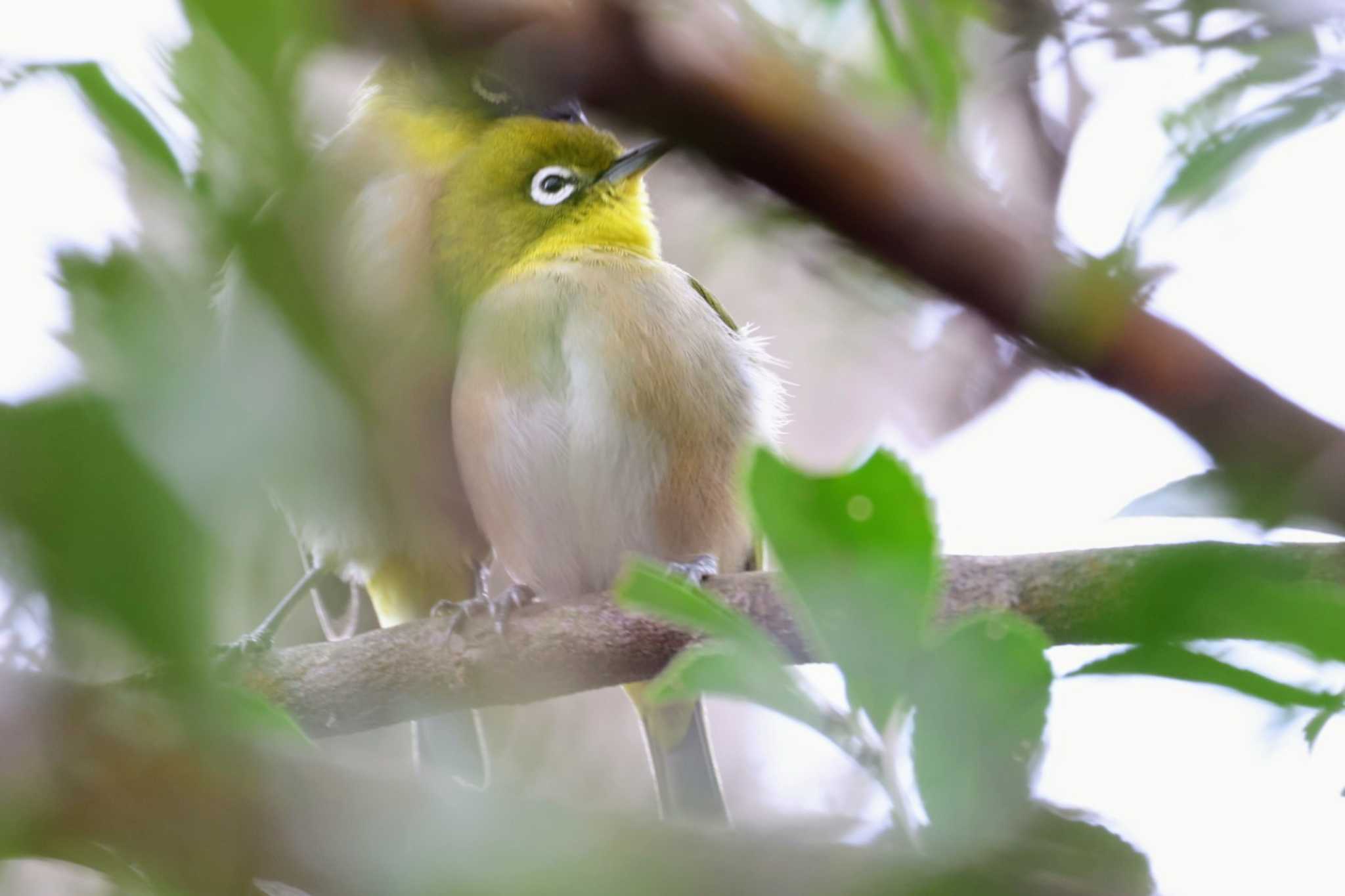 Photo of Warbling White-eye at 甲山森林公園 by トビトチヌ