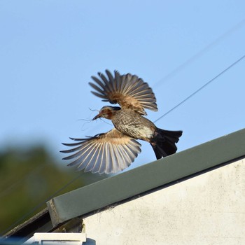 Brown-eared Bulbul 奈良県奈良市 Wed, 6/14/2017