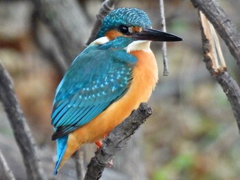 カワセミ 河跡湖公園 2021年12月24日(金)