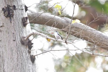 エナガ 井の頭公園 2021年12月25日(土)