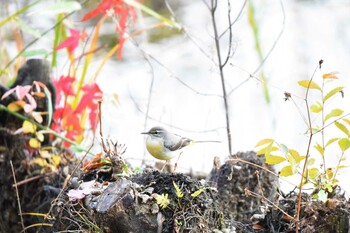 Grey Wagtail Inokashira Park Sat, 12/25/2021