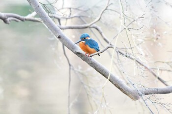 カワセミ 井の頭公園 2021年12月25日(土)