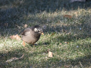 White-cheeked Starling 日壇公園(北京) Sat, 12/25/2021