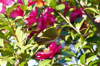 Warbling White-eye 東京都 Sun, 12/19/2021