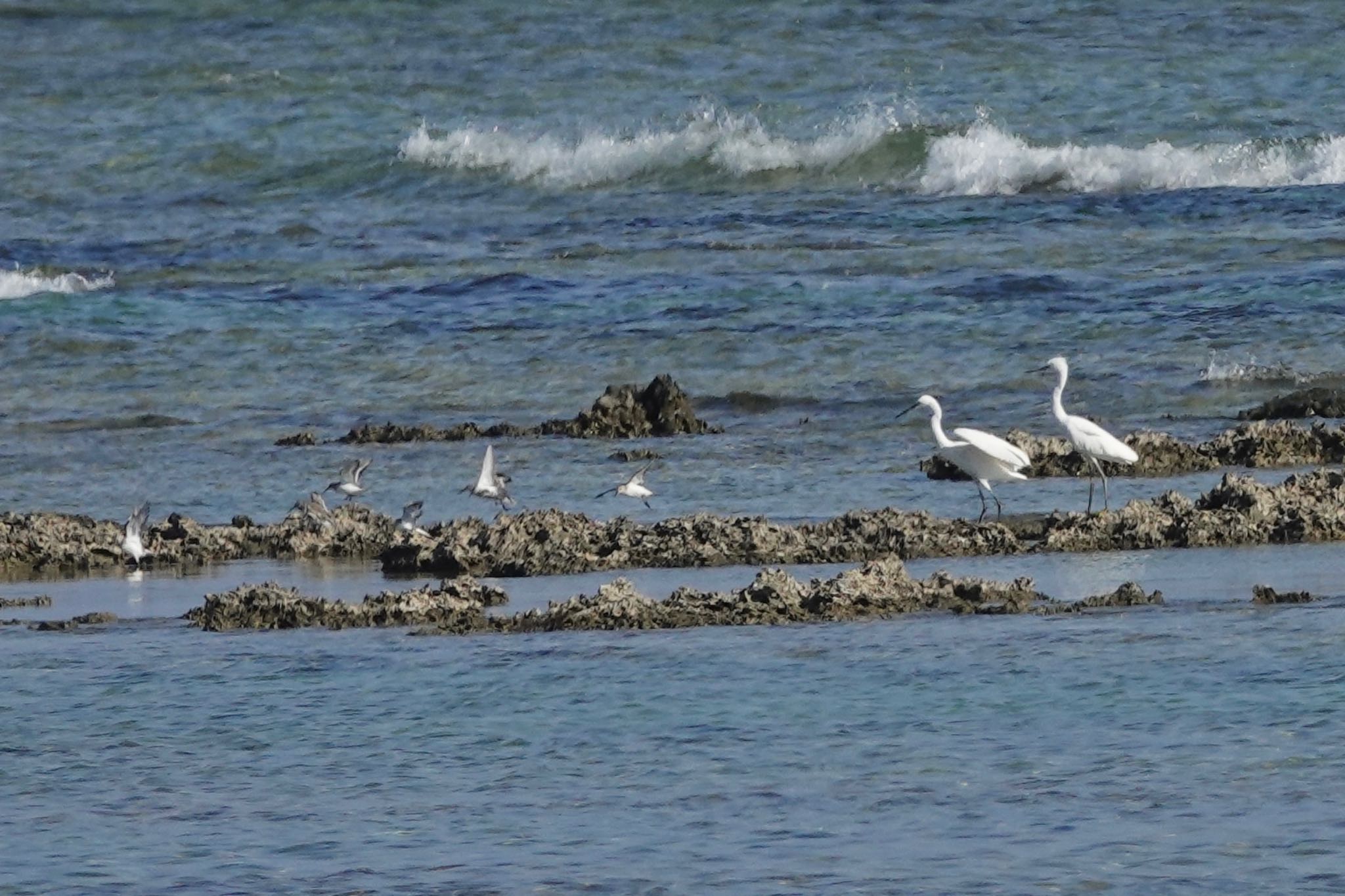 Little Egret