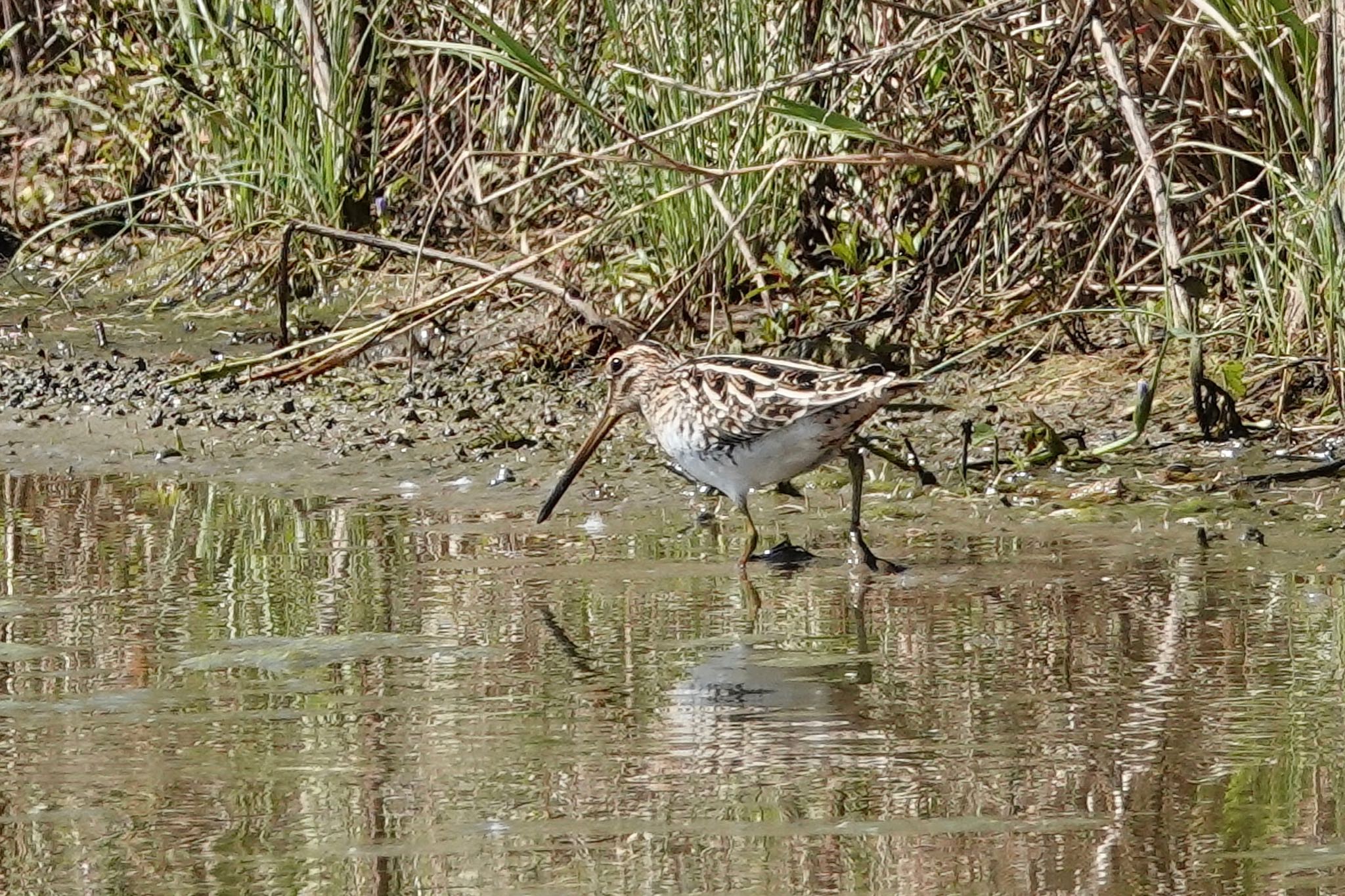 Common Snipe