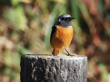 2021年12月23日(木) 矢川神社の野鳥観察記録