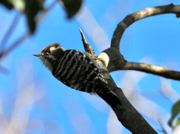 2021年12月23日(木) みなくちこどもの森の野鳥観察記録