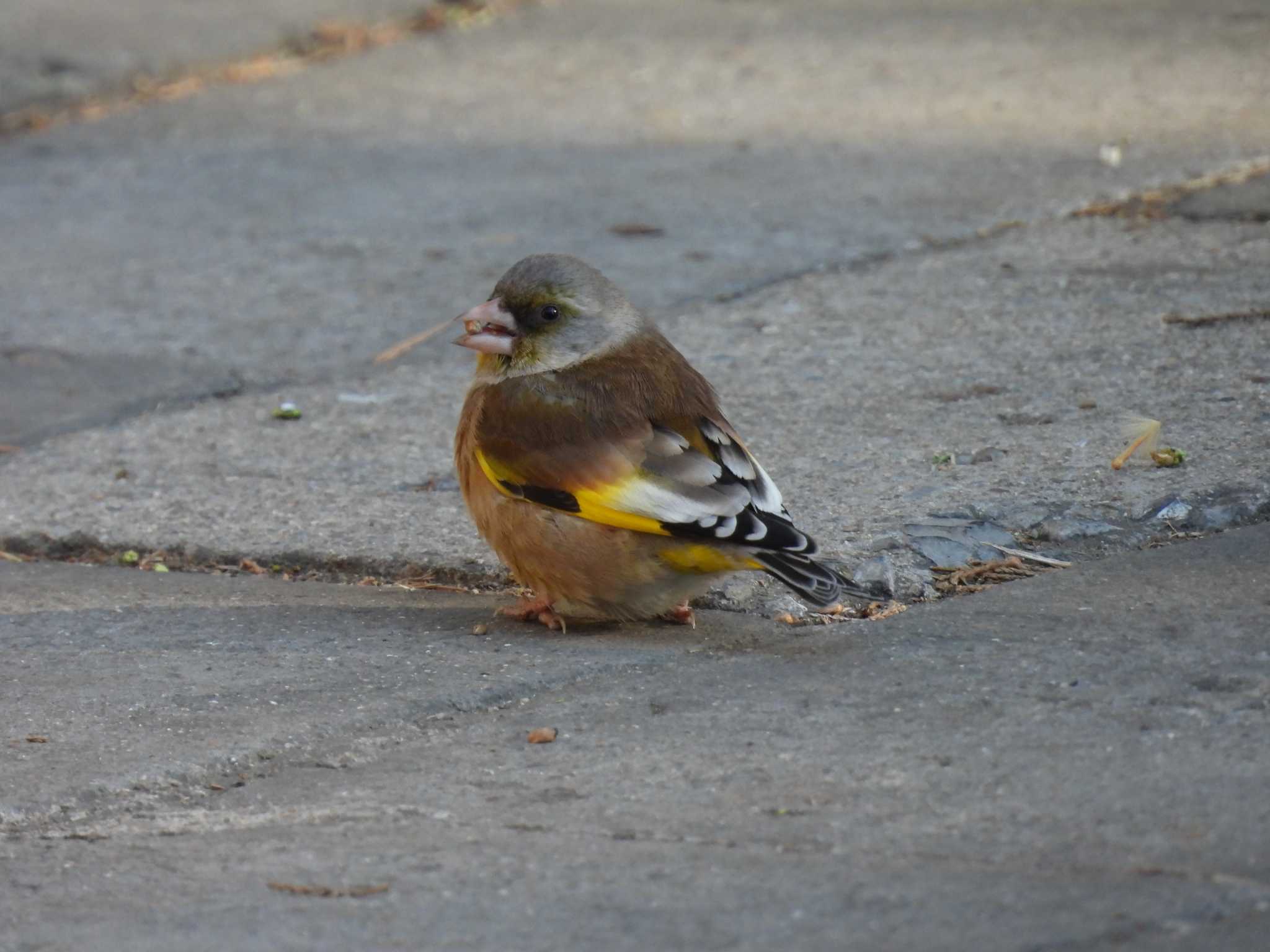 Oriental Greenfinch(kawarahiba)