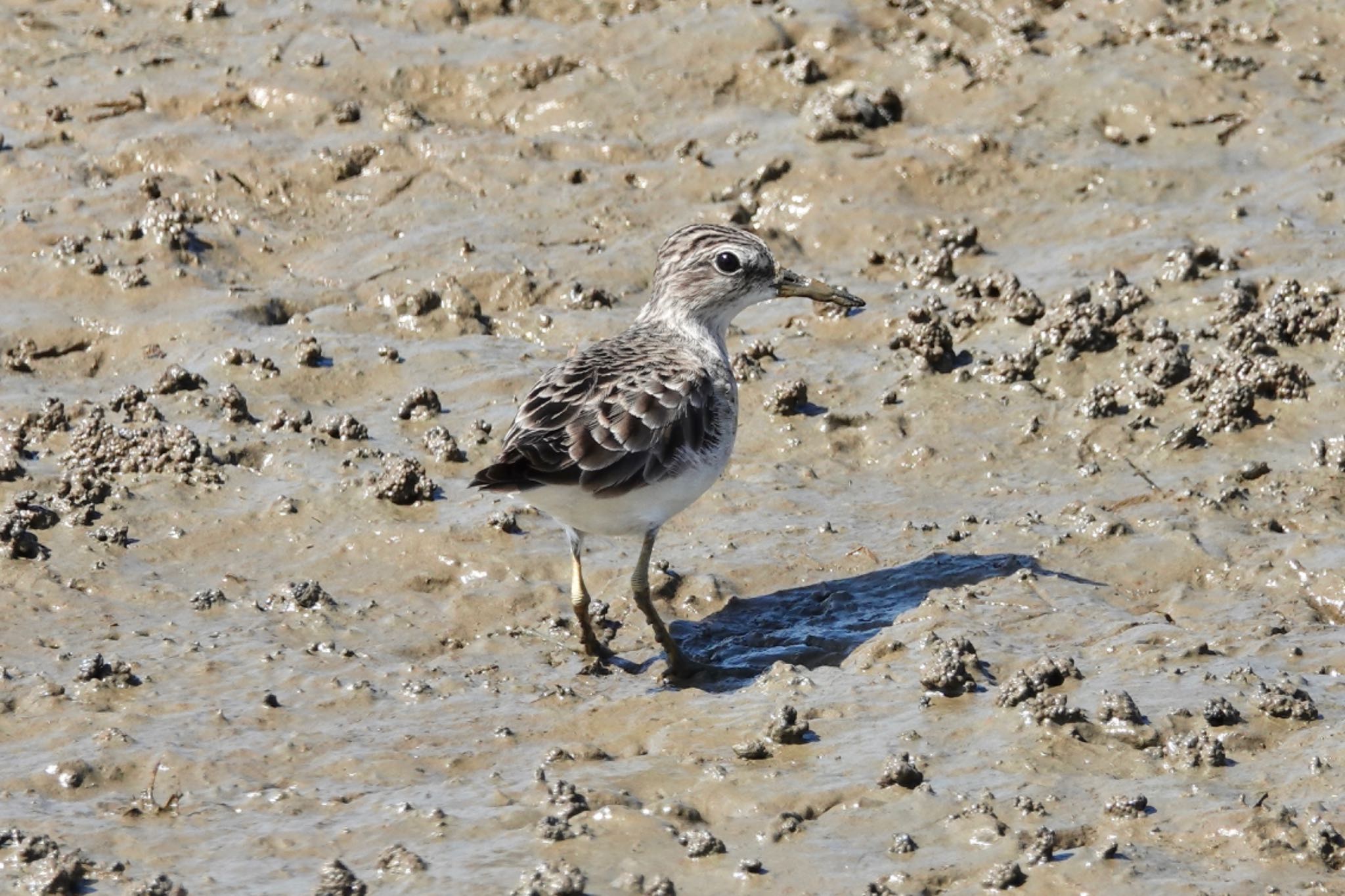 Long-toed Stint