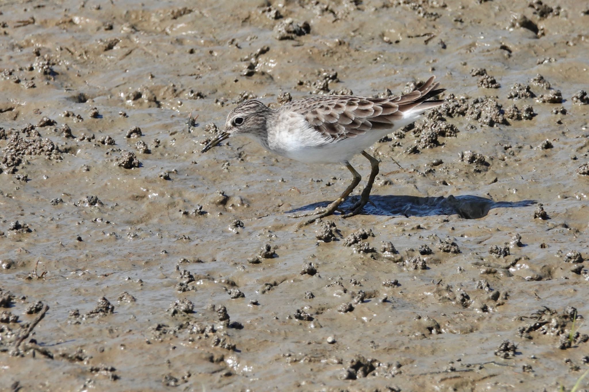 Long-toed Stint