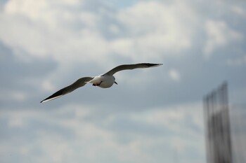 Black-headed Gull 甲子園浜(兵庫県西宮市) Sun, 12/19/2021