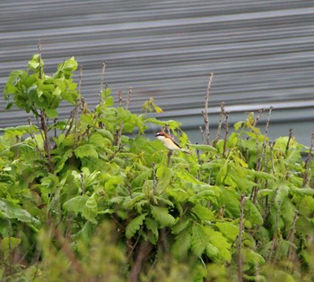 Brown Shrike 北海道 Sun, 6/11/2017