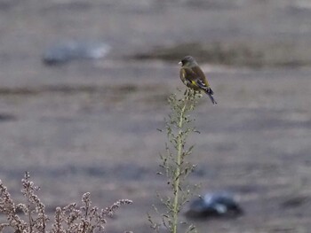 2021年12月25日(土) 多摩川トライアングルの野鳥観察記録