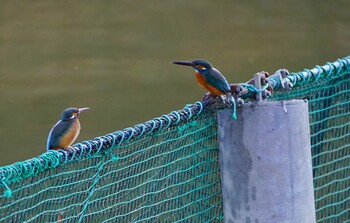 Sat, 12/25/2021 Birding report at 千里南公園