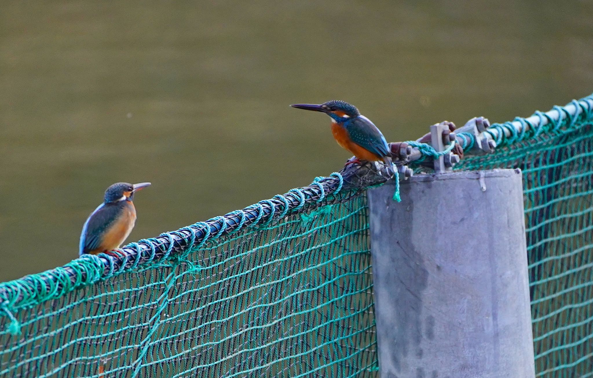 Common Kingfisher