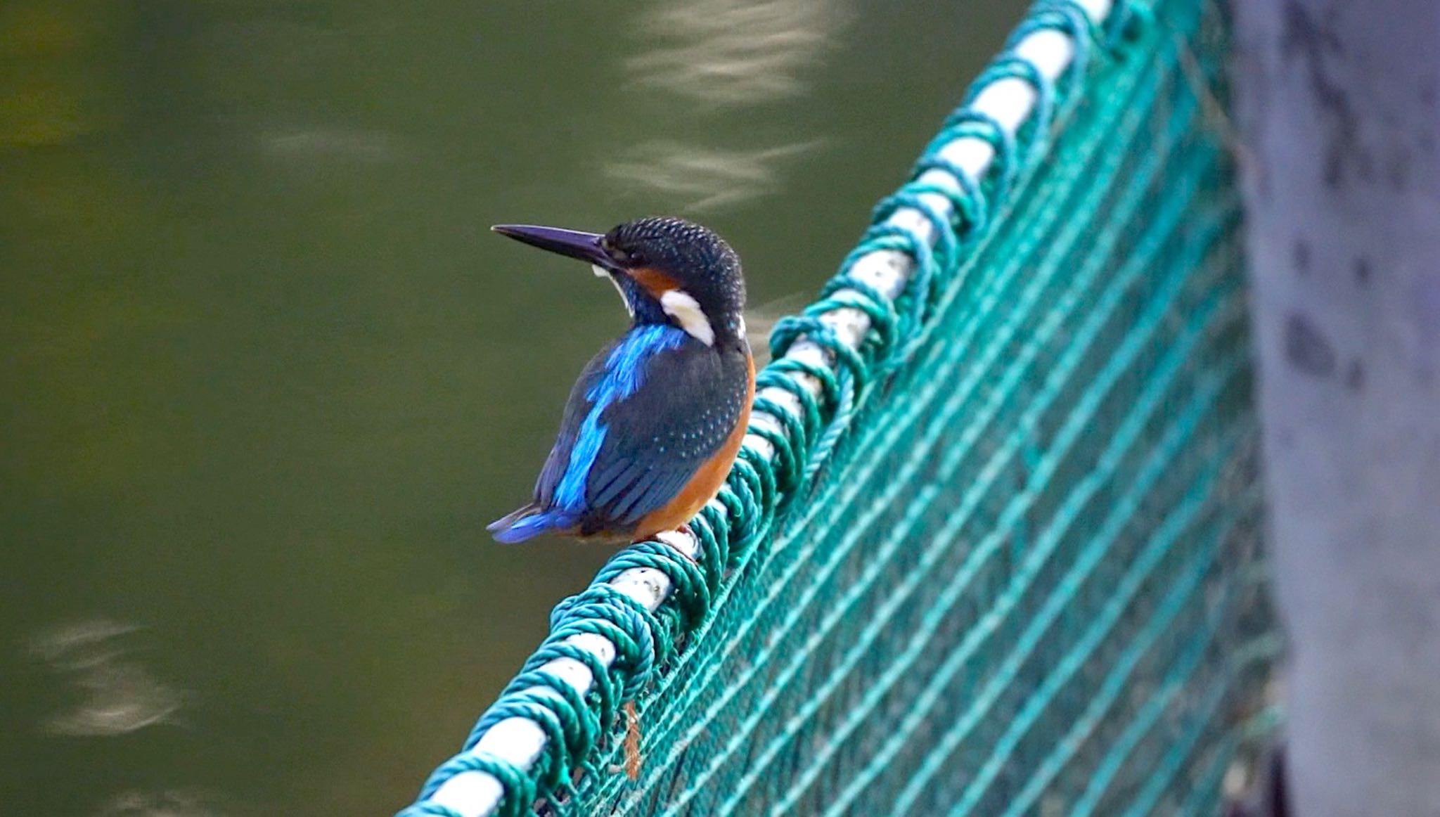 Common Kingfisher