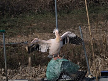 Great White Pelican 印旛沼 Fri, 12/24/2021