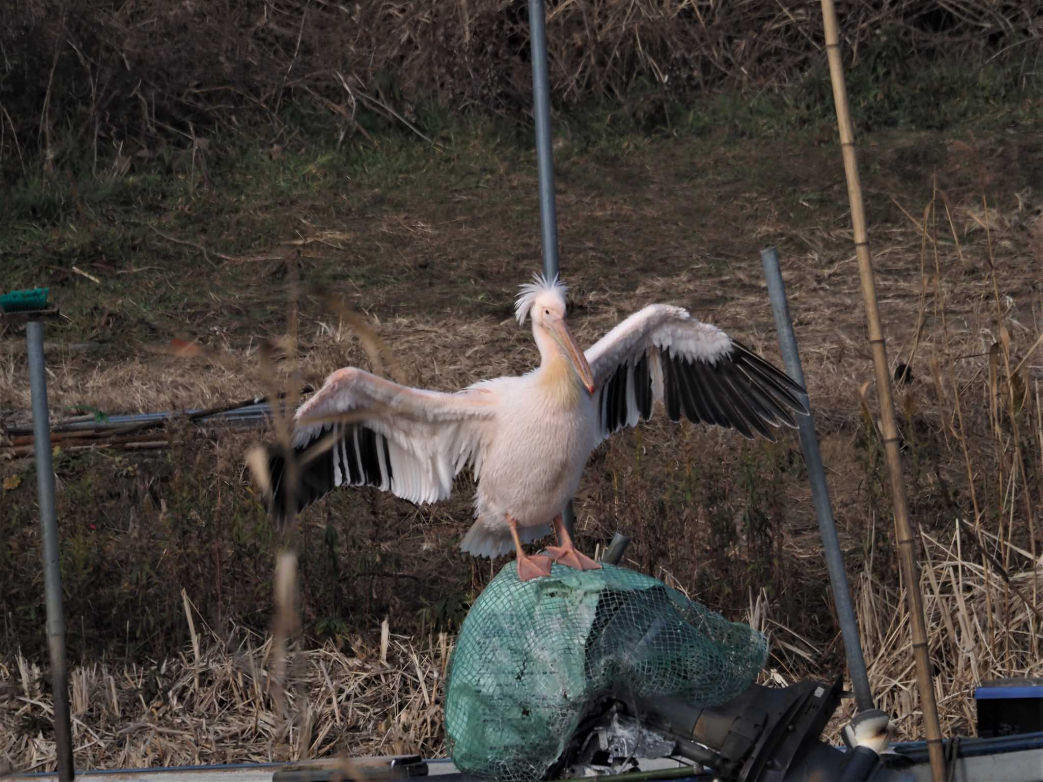 モモイロペリカン