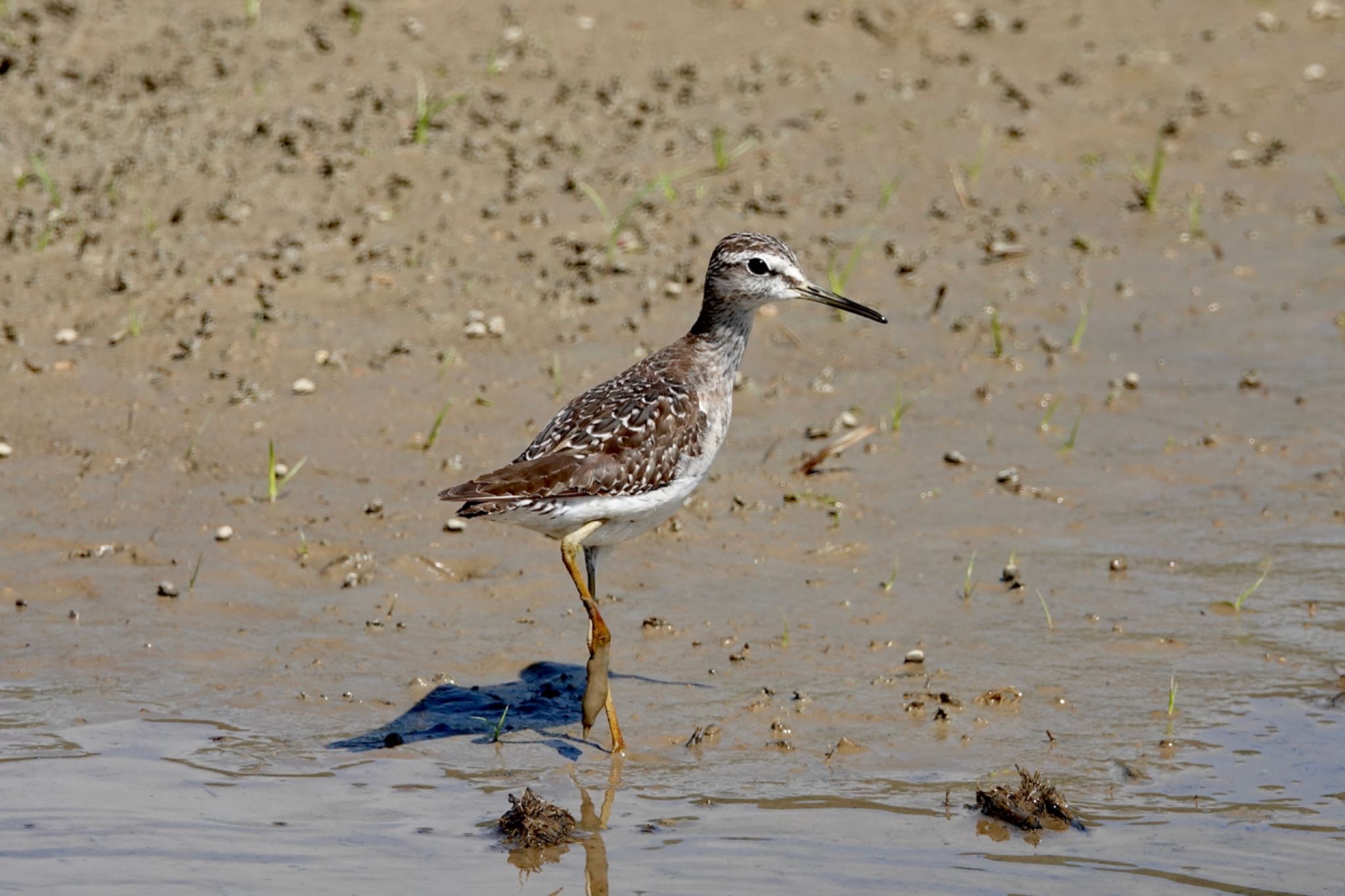 タカブシギ