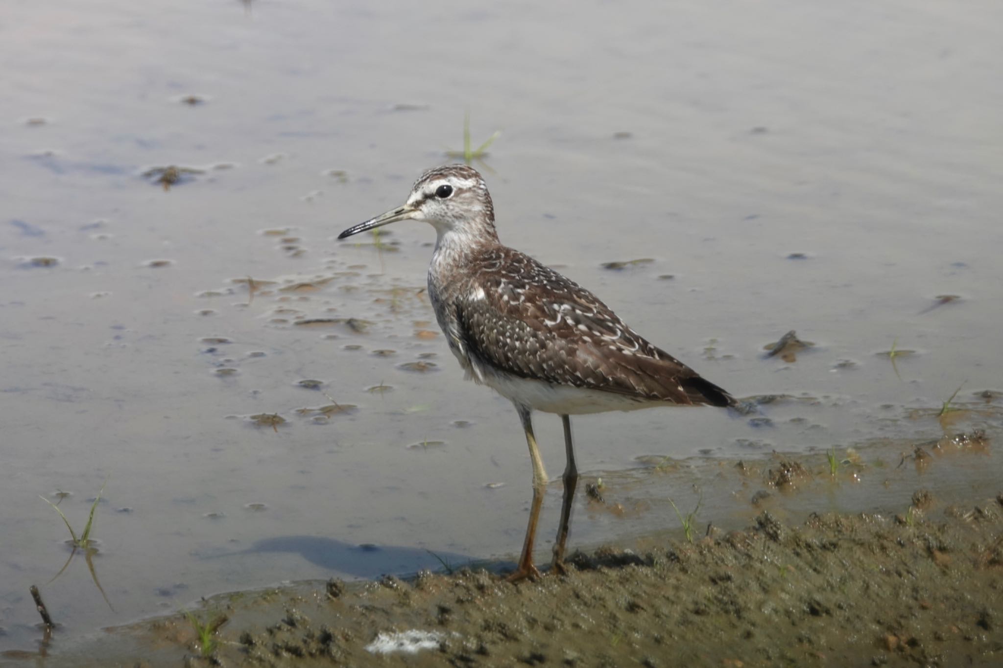 タカブシギ