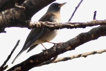 2021年12月25日(土) 埼玉県さいたま市の野鳥観察記録