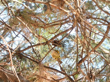 2021年12月25日(土) 朝陽公園(北京)の野鳥観察記録