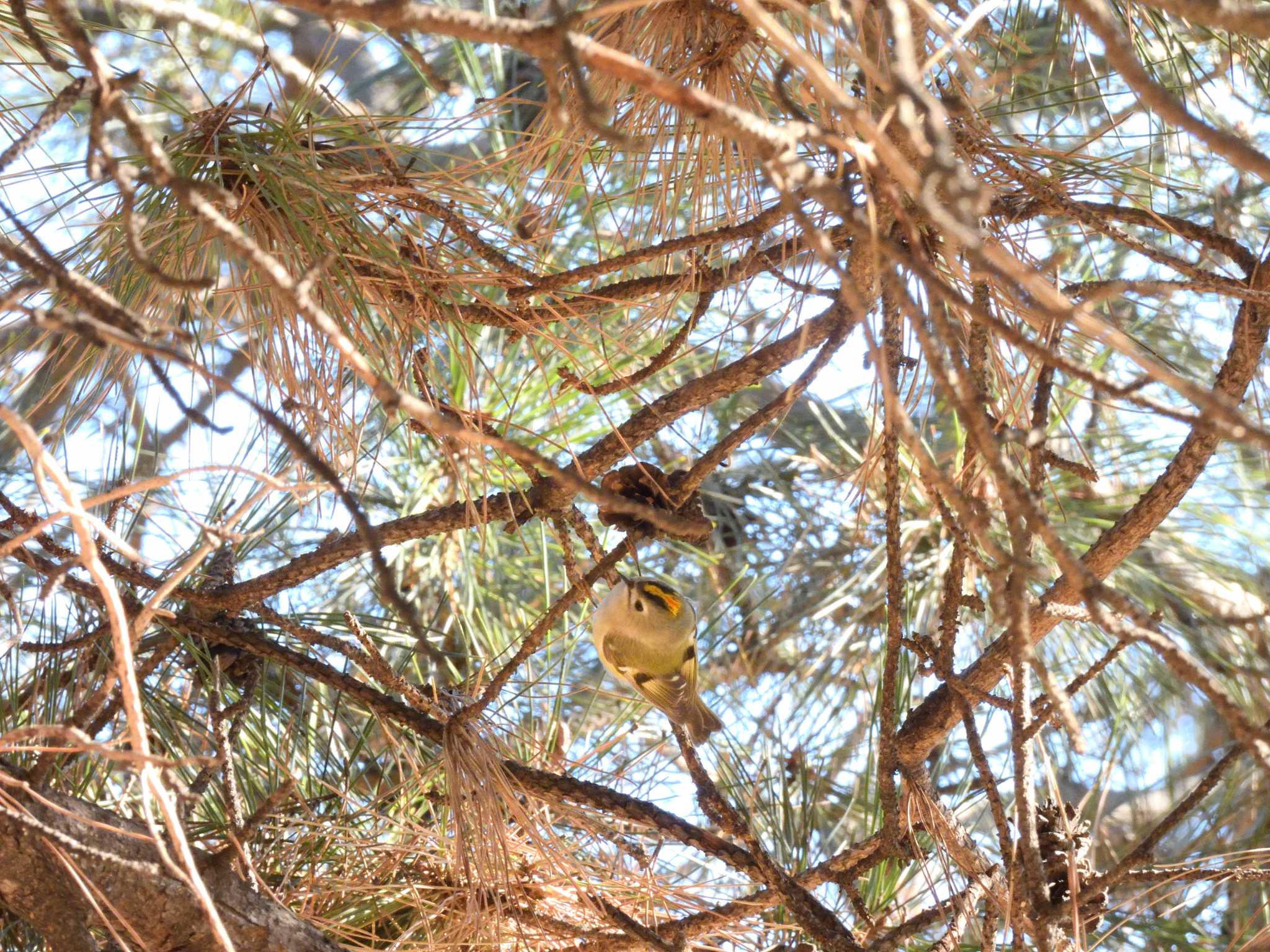 Goldcrest