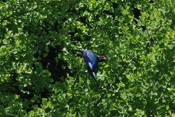 Oriental Dollarbird Unknown Spots Sun, 6/11/2017