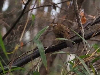 ガビチョウ 黒川清流公園 2021年12月25日(土)