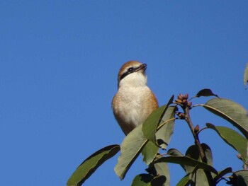 Bull-headed Shrike Machida Yakushiike Park Sun, 12/26/2021