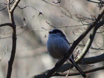 Long-tailed Tit Machida Yakushiike Park Sun, 12/26/2021