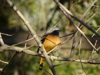 Daurian Redstart Machida Yakushiike Park Sun, 12/26/2021