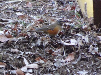 Brown-headed Thrush Machida Yakushiike Park Sun, 12/26/2021