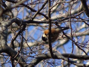 Varied Tit Machida Yakushiike Park Sun, 12/26/2021