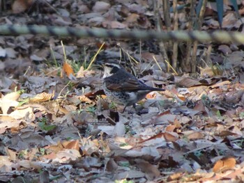 Dusky Thrush Machida Yakushiike Park Sun, 12/26/2021