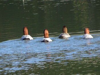 Common Pochard Machida Yakushiike Park Sun, 12/26/2021