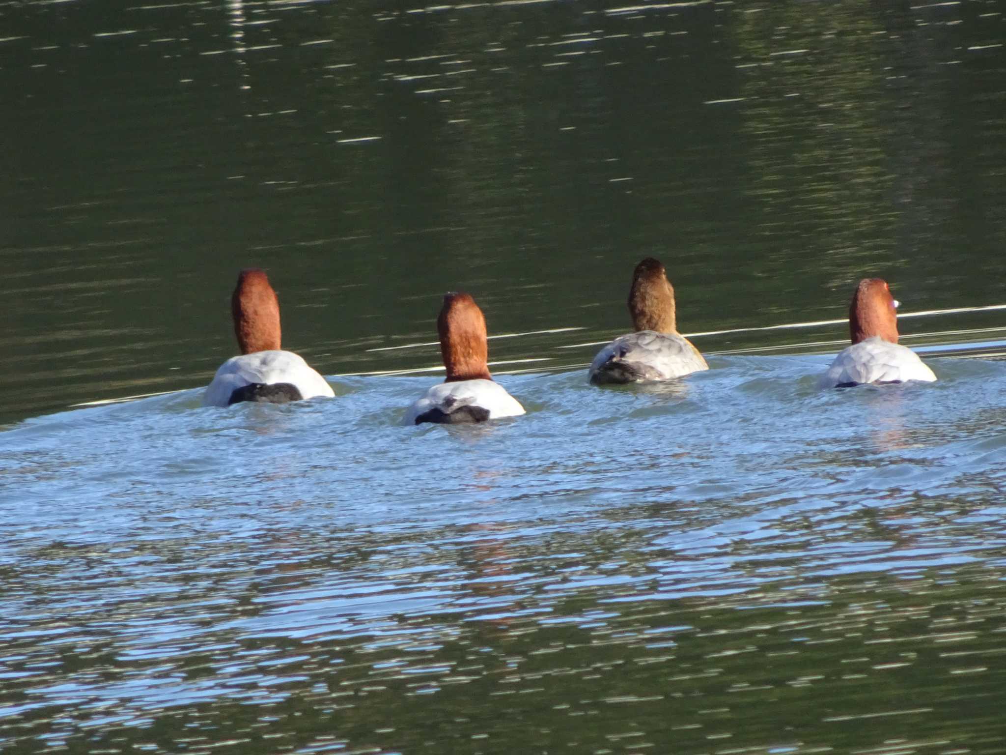 Photo of Common Pochard at Machida Yakushiike Park by Kozakuraband