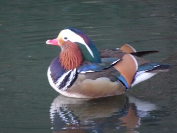 Mandarin Duck Machida Yakushiike Park Sun, 12/26/2021