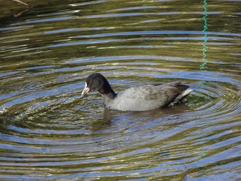 オオバン 薬師池公園 2021年12月26日(日)