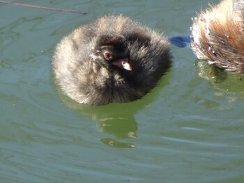 Little Grebe Machida Yakushiike Park Sun, 12/26/2021