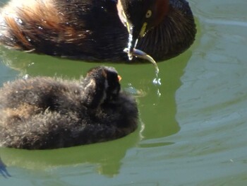 Little Grebe Machida Yakushiike Park Sun, 12/26/2021