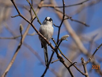 Long-tailed Tit さいたま市 Thu, 12/23/2021