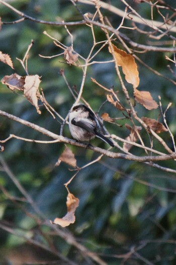 2021年12月26日(日) 北本自然観察公園の野鳥観察記録