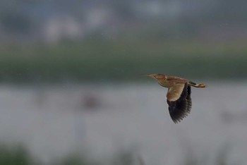 Yellow Bittern Unknown Spots Tue, 6/13/2017