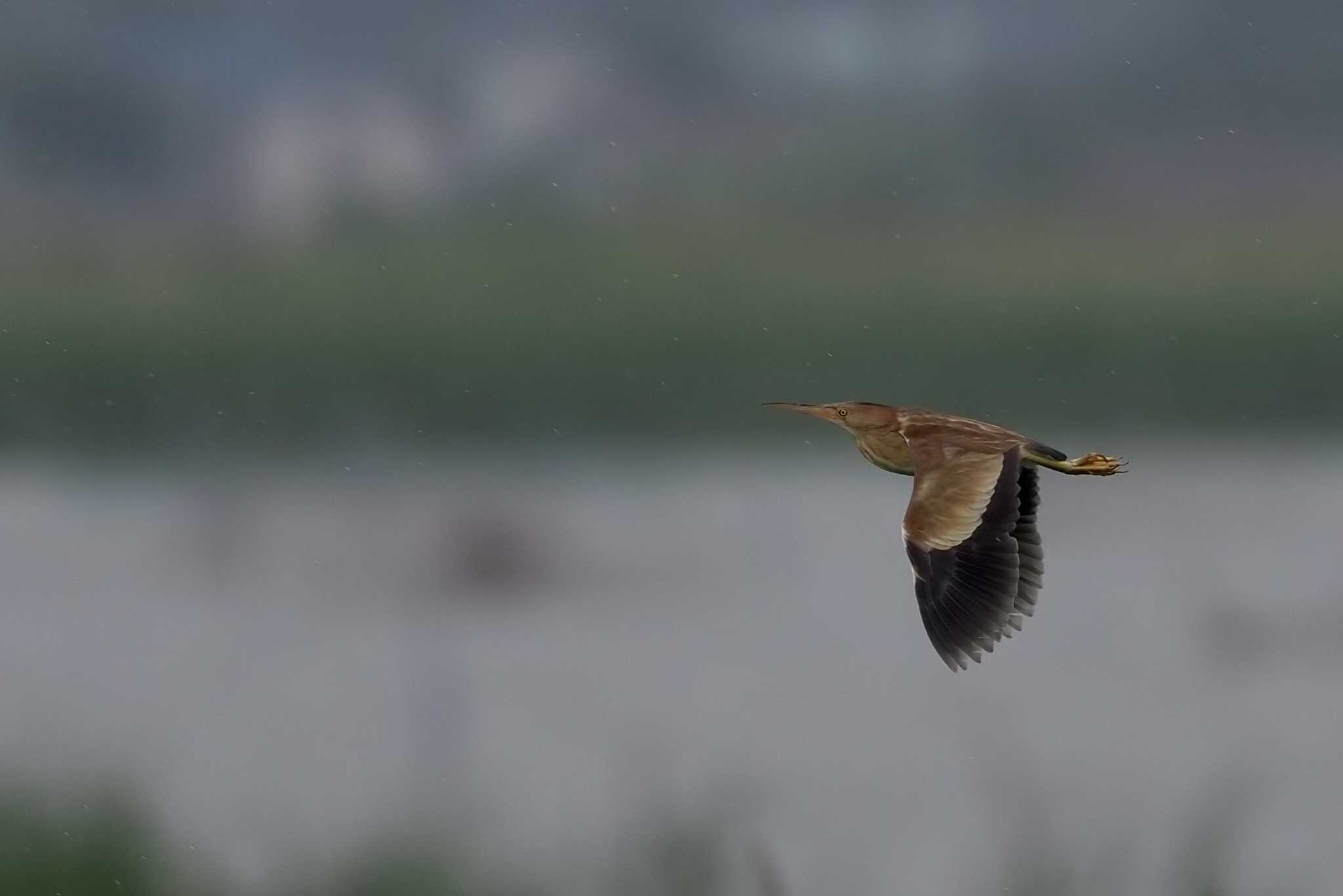 Photo of Yellow Bittern at  by エナガ好き