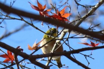 メジロ 湘南平 2021年12月18日(土)