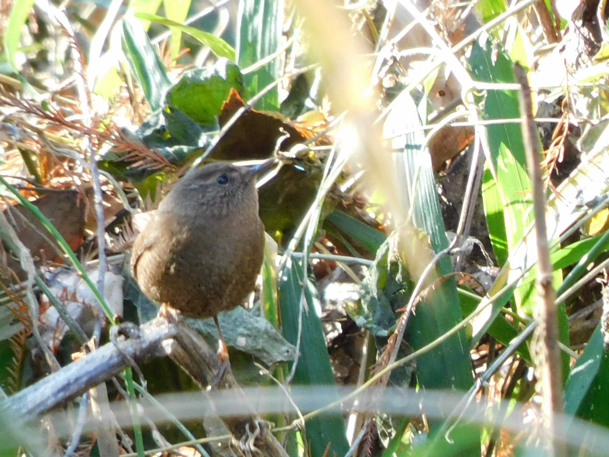 秋ヶ瀬公園(野鳥の森) ミソサザイの写真 by ウタさんぽ