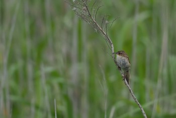 Marsh Grassbird Unknown Spots Tue, 6/13/2017